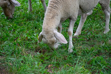 sheep in a pasture