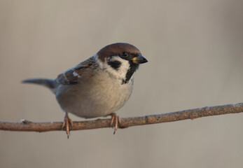 Mazurek, wróbel polny (Passer montanus) – Eurasian tree sparrow - obrazy, fototapety, plakaty
