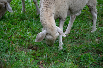 Naklejka na ściany i meble sheep in the pasture