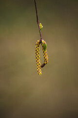 catkin seeds on a birch tree in spring