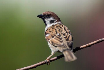 Mazurek, wróbel polny (Passer montanus) – Eurasian tree sparrow - 479433960