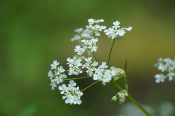 Białe kwiaty makro na wiosnę  © Damian