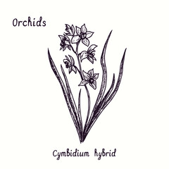 Cymbidium hybrid orchids flower collection. Ink black and white doodle drawing in woodcut style with inscription. © Artinblackink