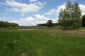 Dziki krajobraz, rozlewisko, torfowisko wiosną 