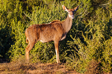 Immature female Kudu with fluffy rufous coat