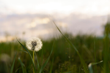 summer, nature, spring, freshness - background of fresh wild field beautiful natural flower plant on spring green evening meadow. white fluffy dandelions on fond of grey sky sunset garden summertime