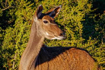 Close-up of immature female Kudu with rufous coat