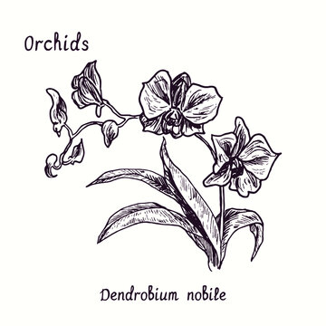 Dendrobium nobile orchids flower collection. Ink black and white doodle drawing in woodcut style with inscription.
