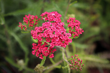 Closeup of Yarrow plant blooming in the garden
