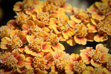 Macro view of tiny flowers on an orange Yarrow plant