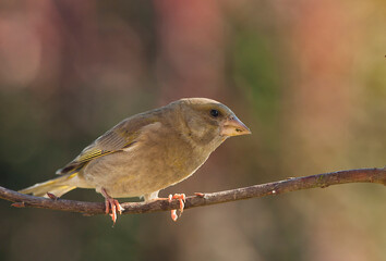Dzwoniec zwyczajny, dzwoniec(Chloris chloris) – European greenfinch