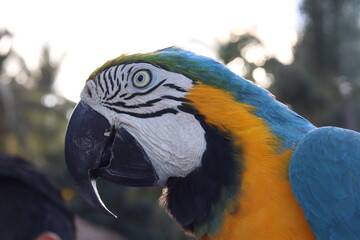 Guacamaya Azul 