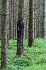 person in the forest