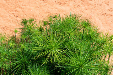 Small Cyperus Papyrus plant garden with salmon colored textured wall, Tres Picos state park, city...