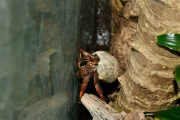 Hermit crab in a shell between a tree trunk and a glass