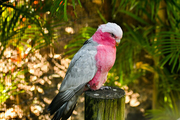 Galah at the Brevard zoo in Florida