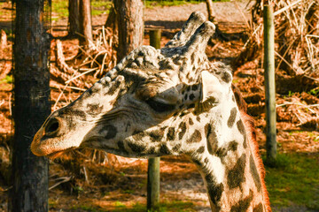 Giraffe in the Brevard zoo in Florida