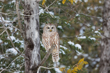 Barred Owl perched on tree