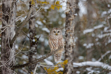 Barred Owl perched on tree