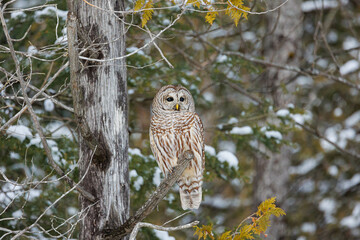 Barred owl in snowy perch