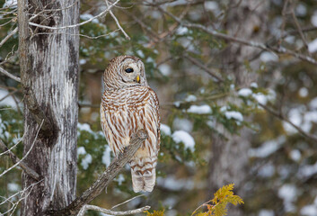 Barred owl in snowy perch
