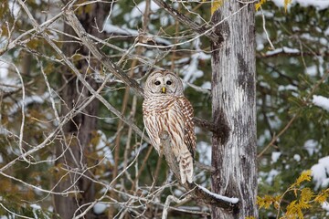 Barred owl in snowy perch