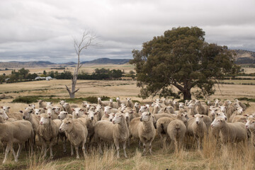 Sheep in Paddock - 479440124