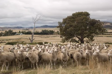 Foto op Plexiglas Sheep in Paddock © Steve Lovegrove