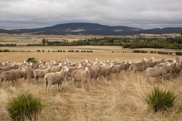 Sheep in Paddock