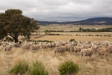 Sheep in Paddock