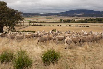 Sheep in Paddock