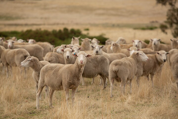 Sheep in Paddock
