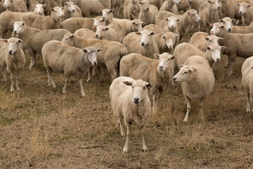 Sheep in Paddock