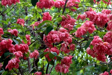 Obraz na płótnie Canvas planta flor mussaenda rosa - mussaenda alicia
