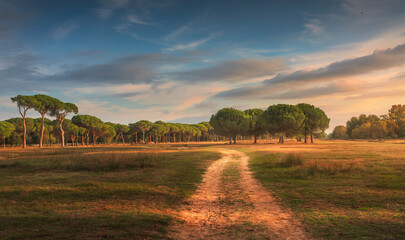 San Rossore park, footpath and pine trees. Pisa, Tuscany, Italy