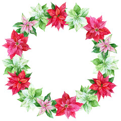 Watercolor round wreath of Poinsettias. White, red, pink Christmas flowers and green leaves. Christmas plants. Template for holiday decore, invitation, greeting card, background