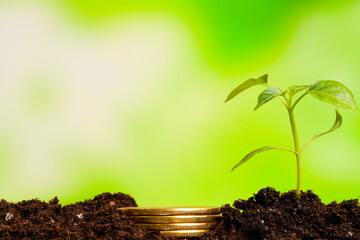Close-up of green seedling growing out of soil