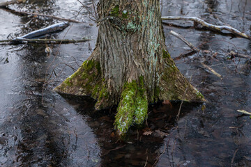 Bagna zimą, zamarznięte bagna, Swamps in winter, frozen swamps,