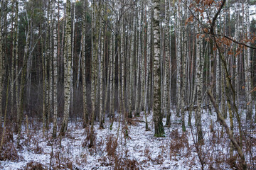 las zimą, leśne sosny, drzewa w lesie, winter forest, forest pines, trees in the forest