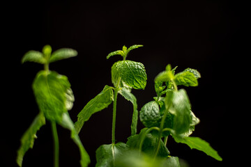 mint, mint plant, mint close up macro shot