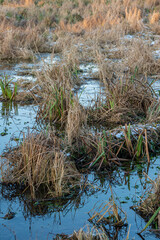 Swamp, pool, trees, forest, park, Bagno, rozlewisko, drzewa, las, park, 