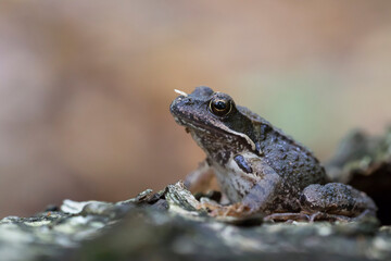 Żaba trawna (Rana temporaria) – Common frog - obrazy, fototapety, plakaty