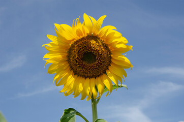 Big yellow sunflower blossom with blue sky background