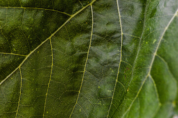 Obraz premium detalhes da folha do girassol