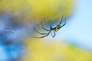 Side view of Black Legged golden orb-web spider