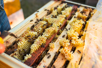 Open hive with bees drew nice straight comb on this foundation-less frame . light comb was used for honey storage. Brace comb is one of the many types of comb, bridge comb, cross comb,