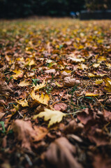 Autumn leaves on the ground