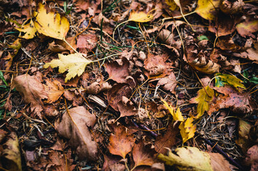 Autumn leaves on the ground