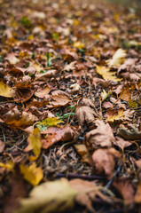 Autumn leaves on the ground