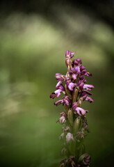 Orquidea hombrecillo